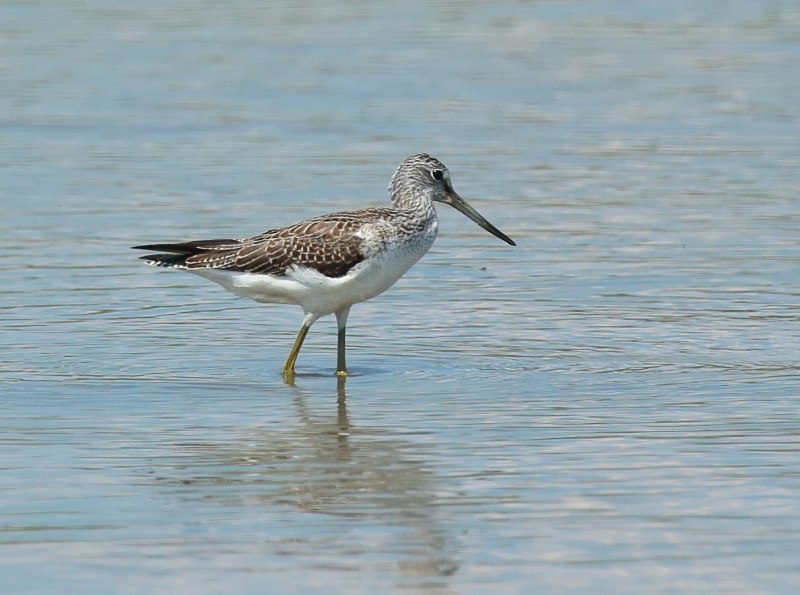 Улит большой Tringa nebularia
