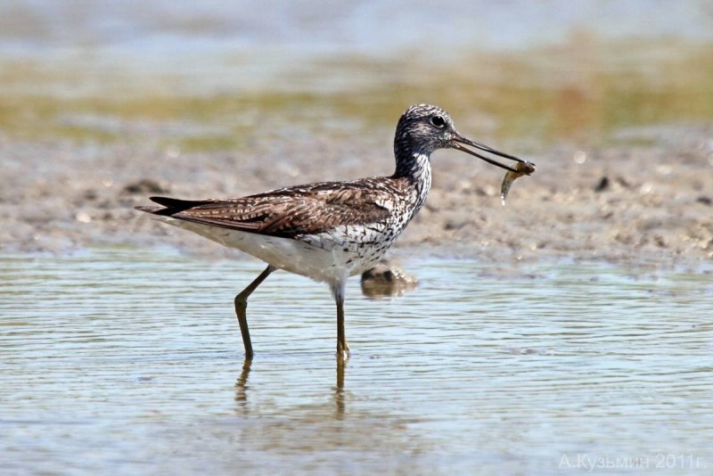 Кулик большой улит (Tringa nebularia)