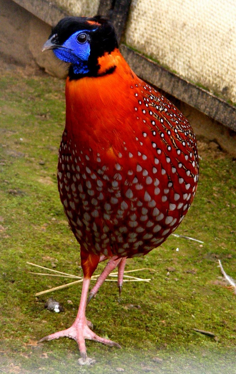 Tragopan temminckii