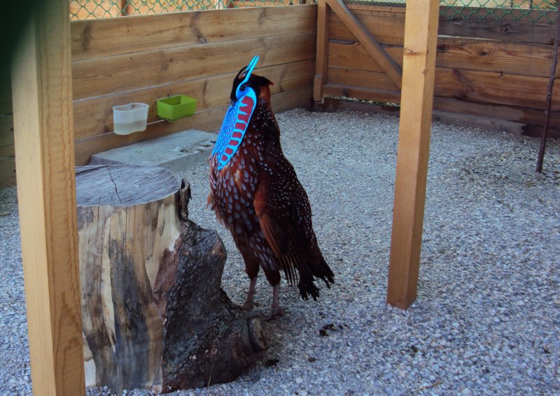 Черноголовый трагопан Tragopan melanocephalus