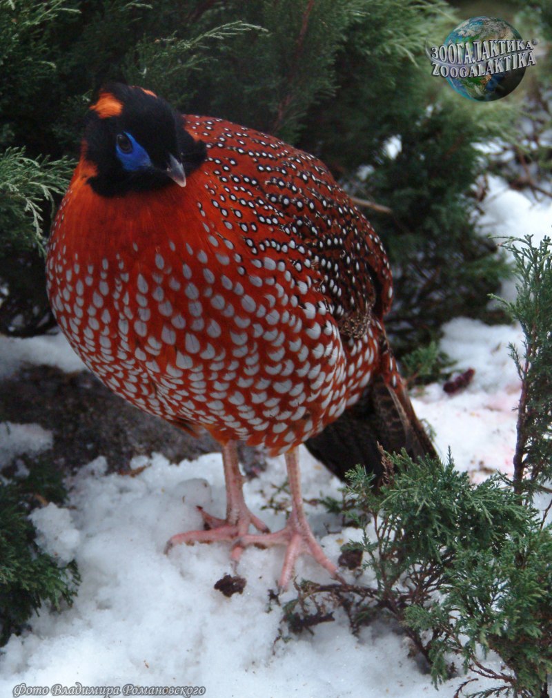 Глазчатый трагопан / Tragopan temminckii