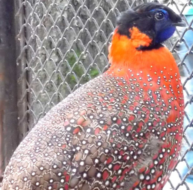 Tragopan temminckii