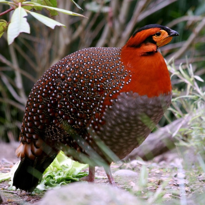 Черноголовый трагопан Tragopan melanocephalus