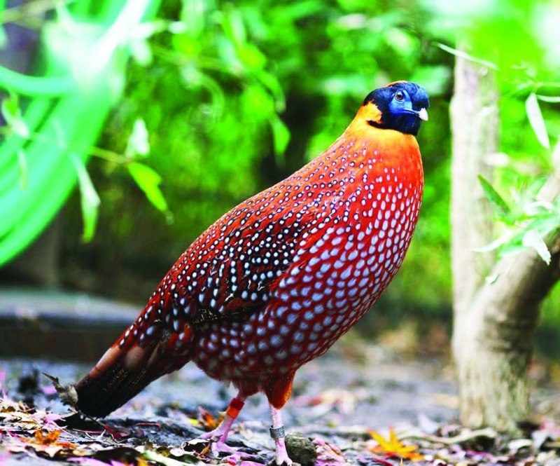 Черноголовый трагопан Tragopan melanocephalus