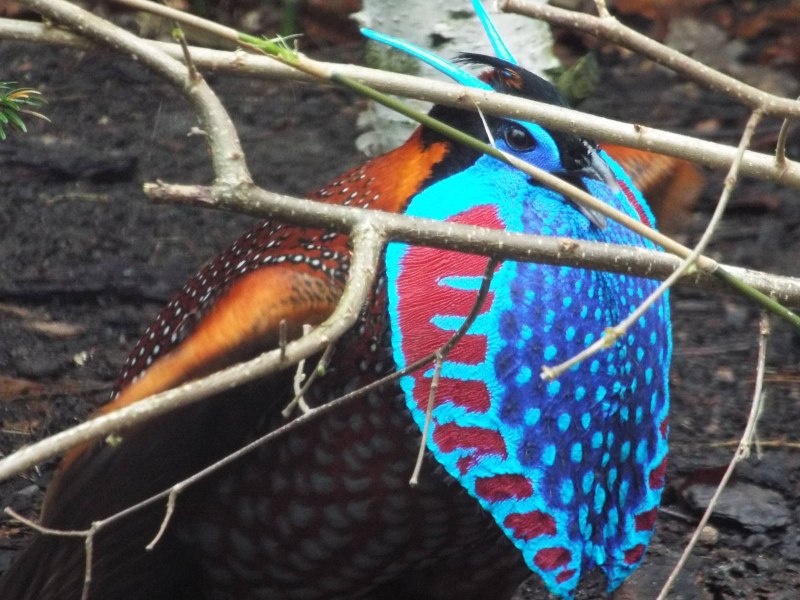 Черноголовый трагопан Tragopan melanocephalus