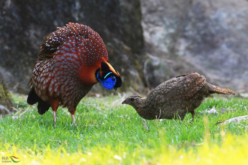 Tragopan Blind