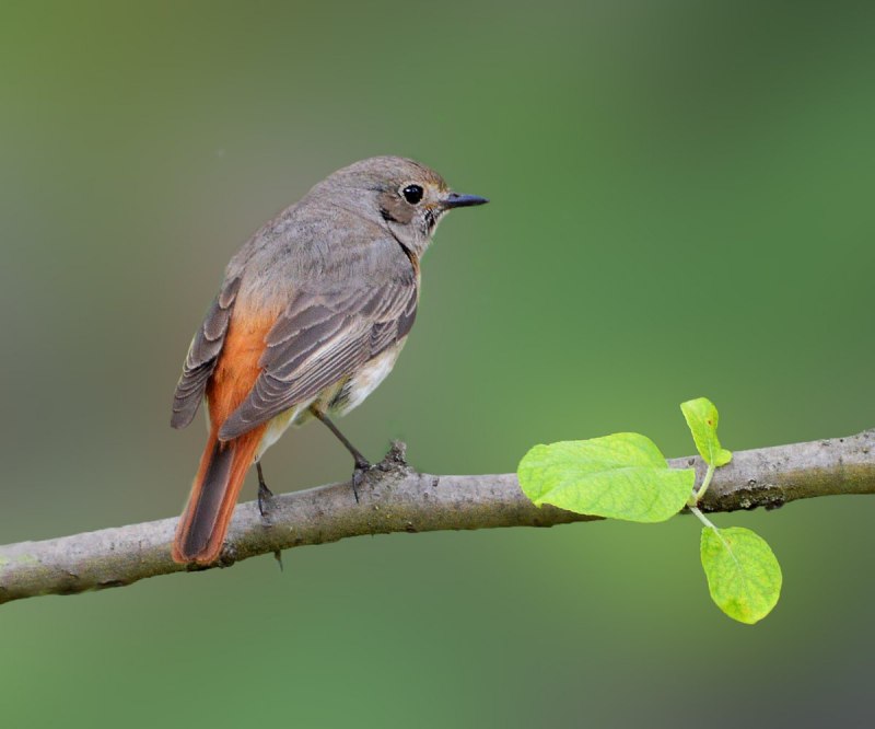 Птичка серая с оранжевым хвостиком (82 фото)