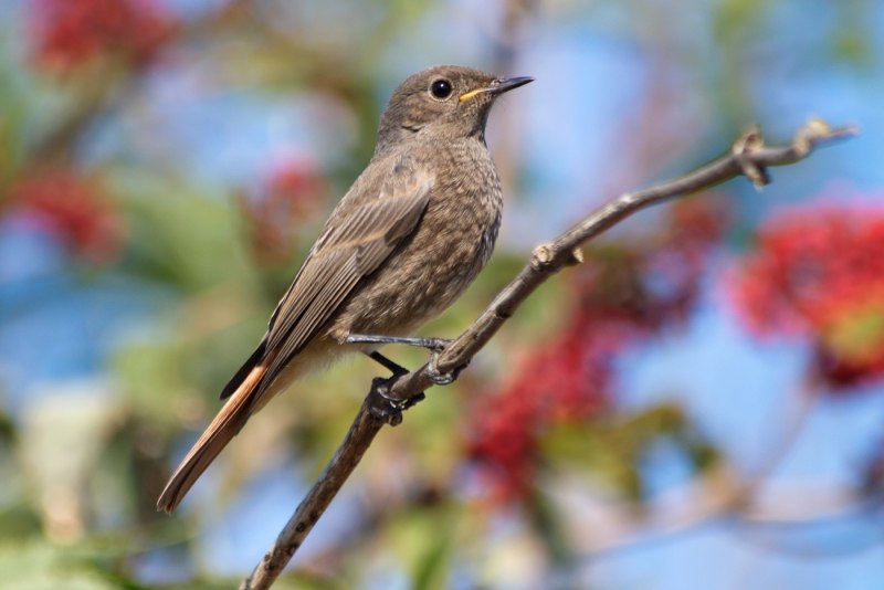 Chaimarrornis leucocephalus