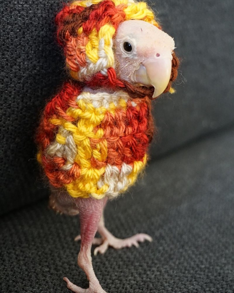 Корелла птенец