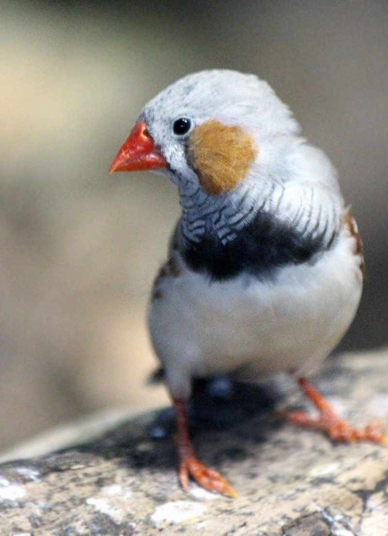 Finch птица