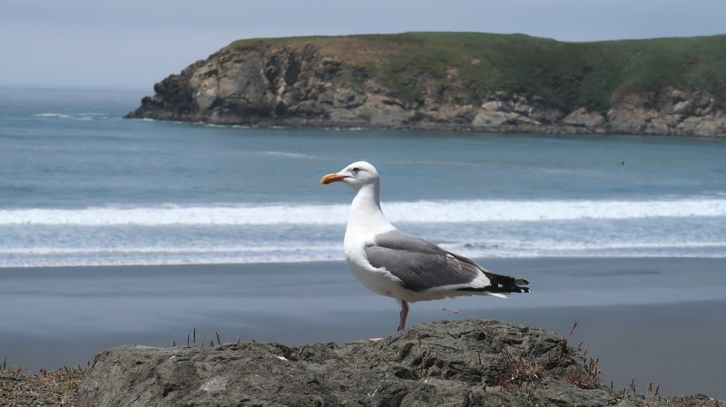 Black-headed Seagull
