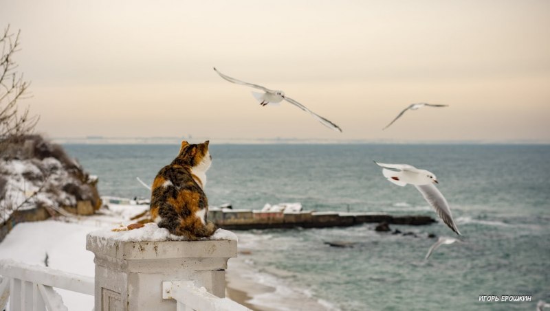 Кошка и Чайка