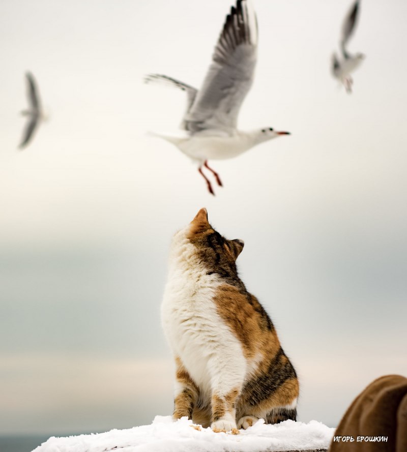 Кот с чайком
