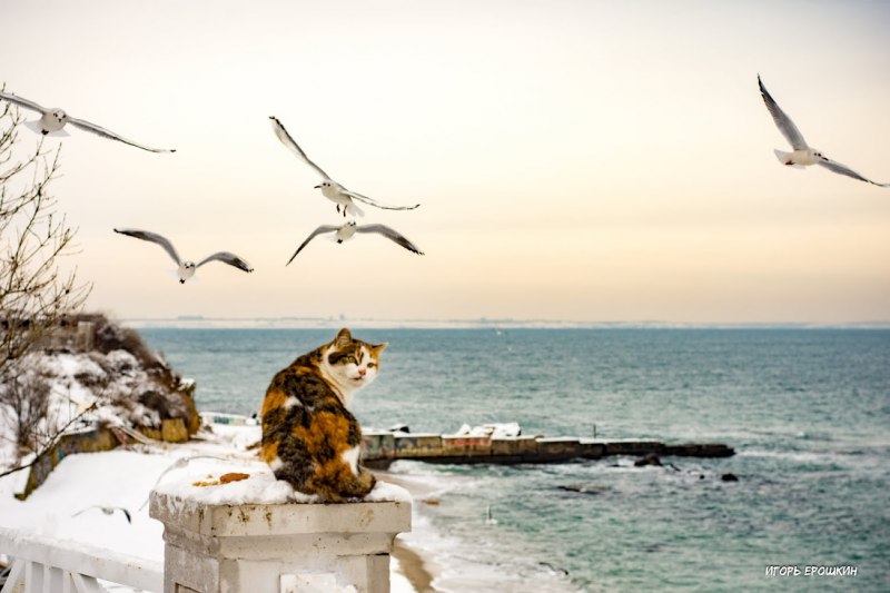 Кошка и Чайка