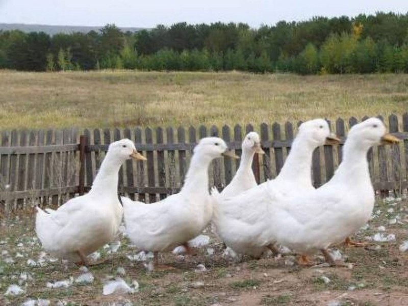 Утка Башкирская белогрудая