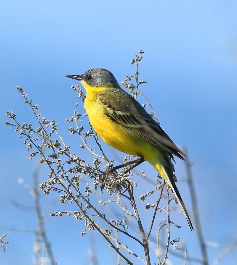 Все птицы с желтой грудкой (88 фото)