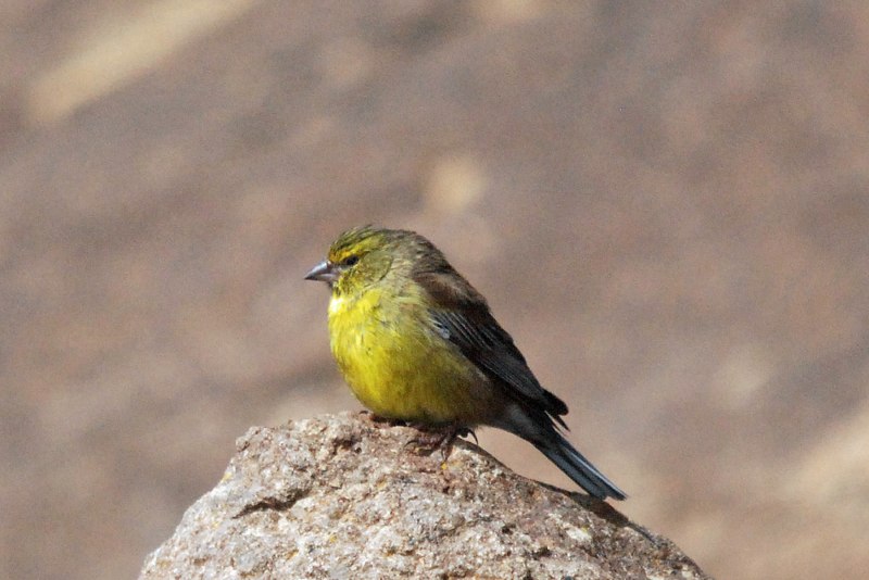 Crithagra symonsi)
