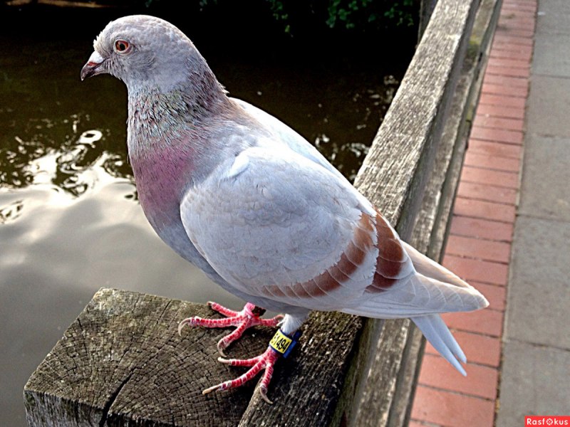 Окольцованный голубь (83 фото)