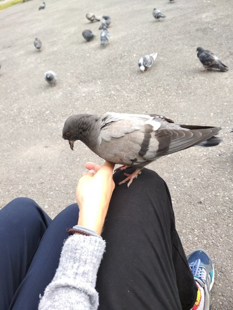 Обои голуби