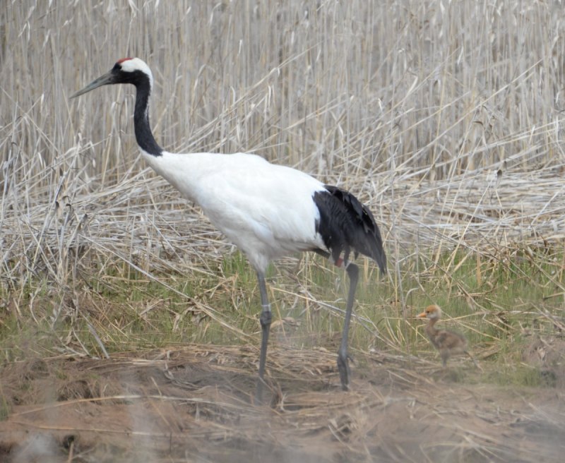 Японский (Уссурийский) журавль Grus japonensis