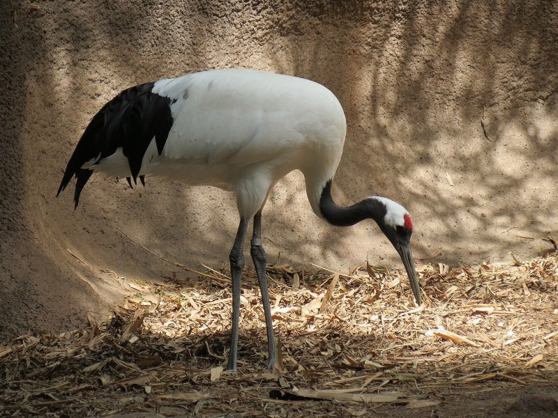 Японский (Уссурийский) журавль Grus japonensis