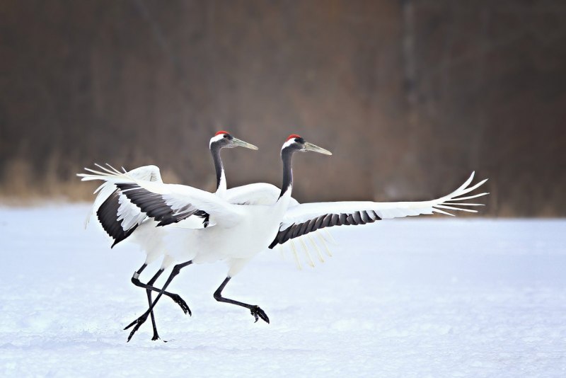 Японский (Уссурийский) журавль Grus japonensis