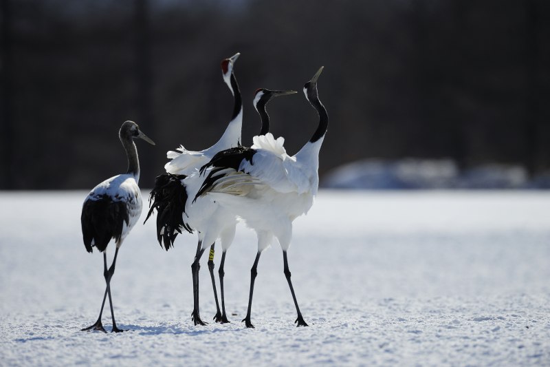 Японский (Уссурийский) журавль Grus japonensis