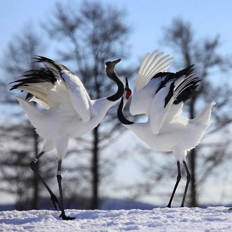 Японский (Уссурийский) журавль Grus japonensis