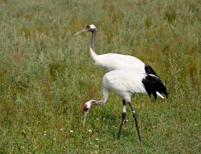 Японский (Уссурийский) журавль Grus japonensis