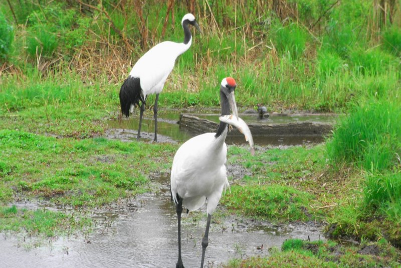 Японский (Уссурийский) журавль Grus japonensis