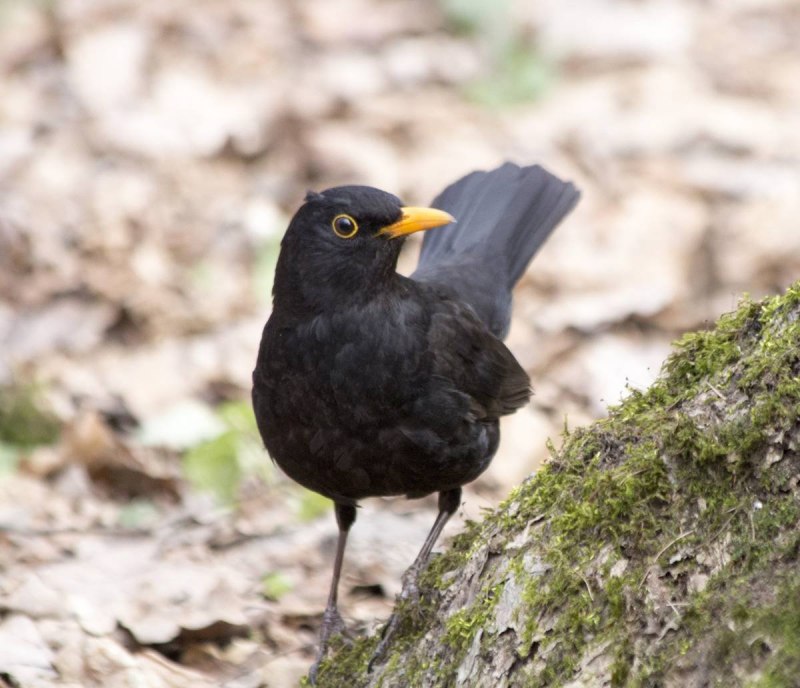 Icterus Melanopsis