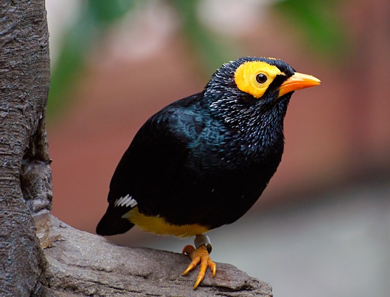 Bucorvus abyssinicus