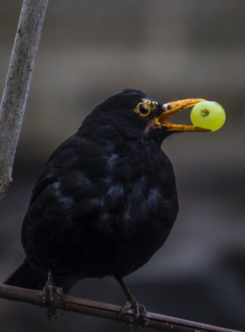 Кулик-сорока Haematopus ostralegus
