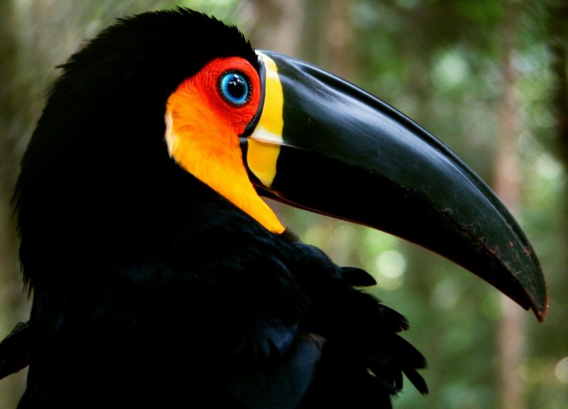 Tufted Puffin