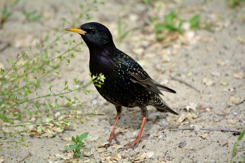 Turdus 44vd