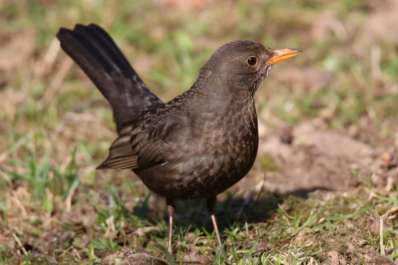 Галка (Corvus monedula)