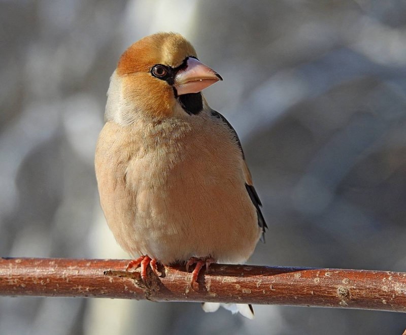 Дубонос coccothraustes coccothraustes