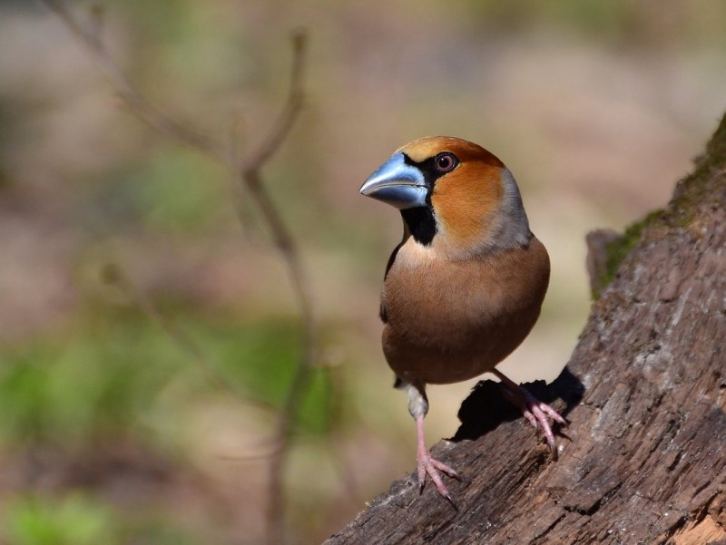 Дубонос обыкновенный (coccothraustes coccothraustes)