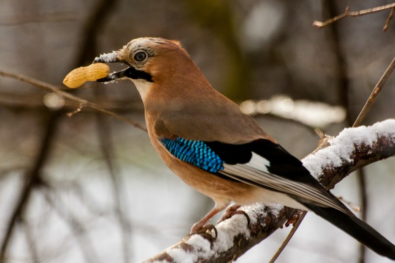 Сойка garrulus glandarius
