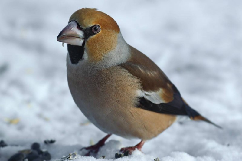 Дубонос coccothraustes coccothraustes