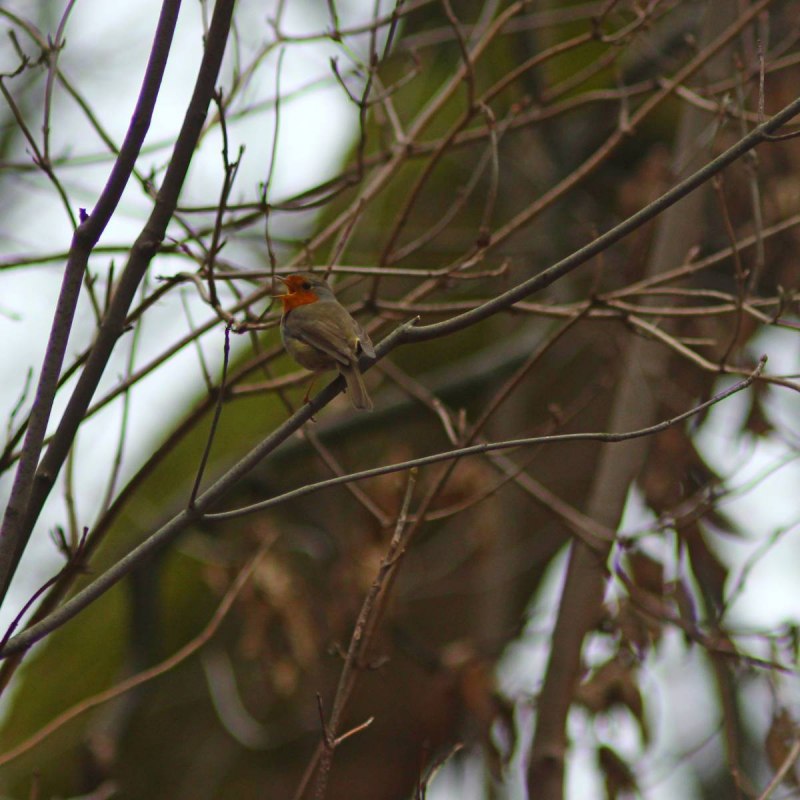 Bohemian Waxwing
