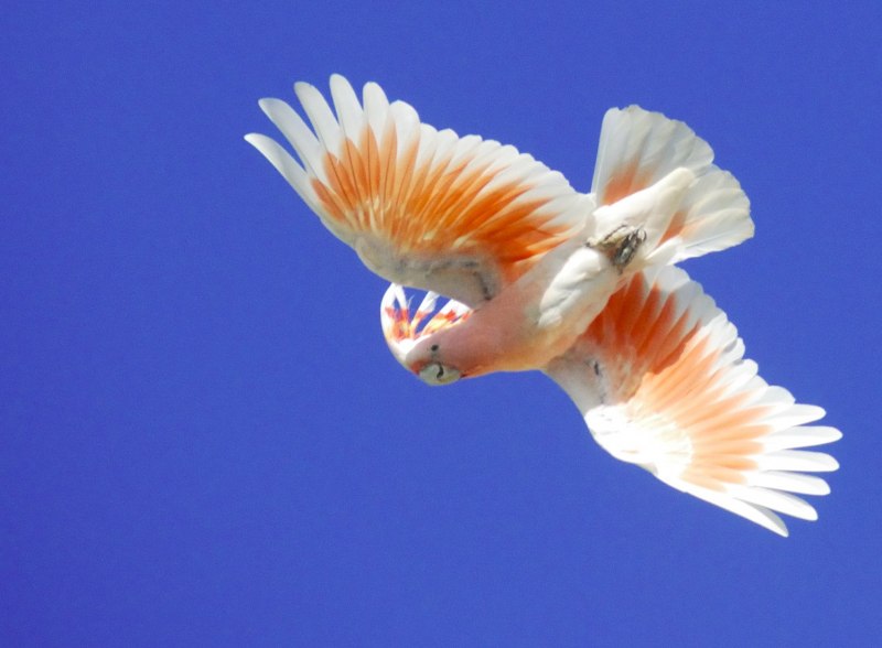 Lophocroa leadbeateri