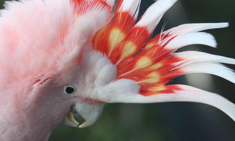 Cacatua moluccensis молуккский Какаду