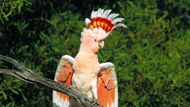 Cacatua haematuropygia (Какаду рыжехвостый)