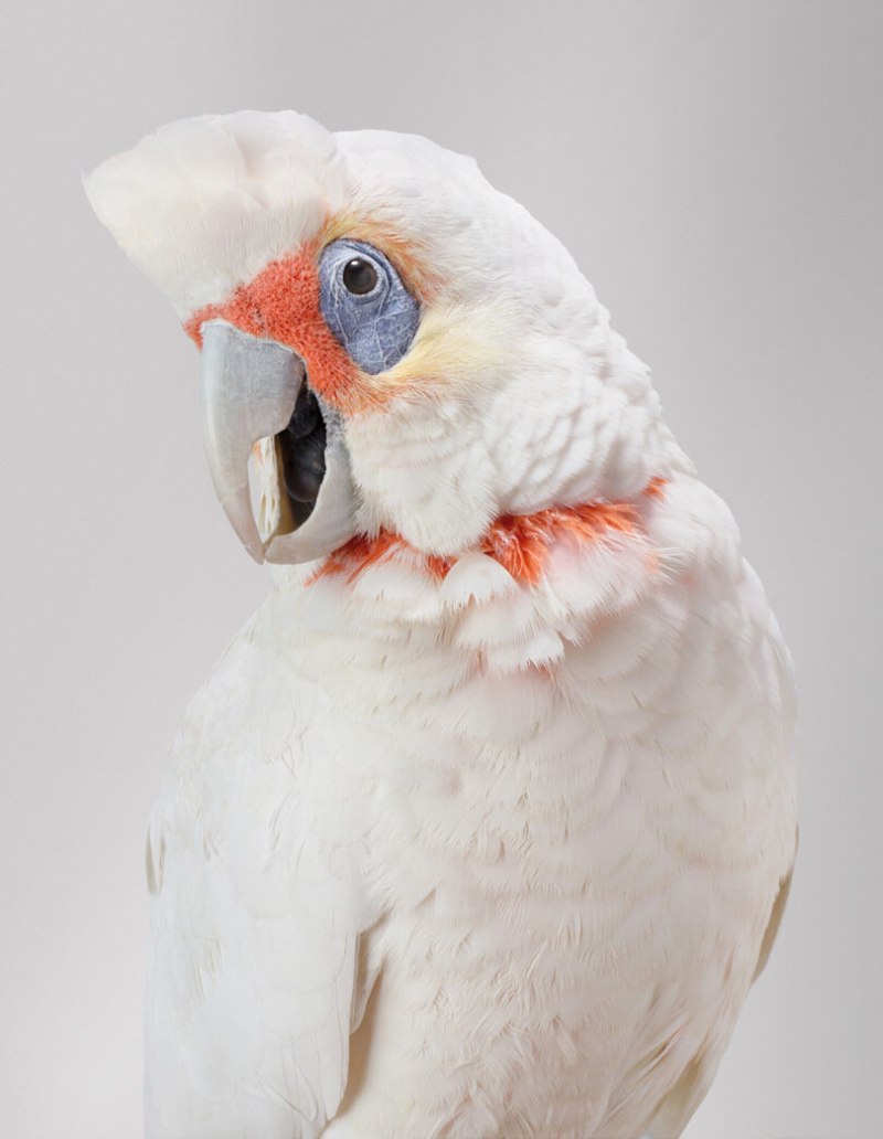 Lophocroa leadbeateri