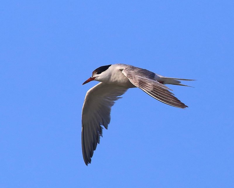 Hydroprogne Caspia