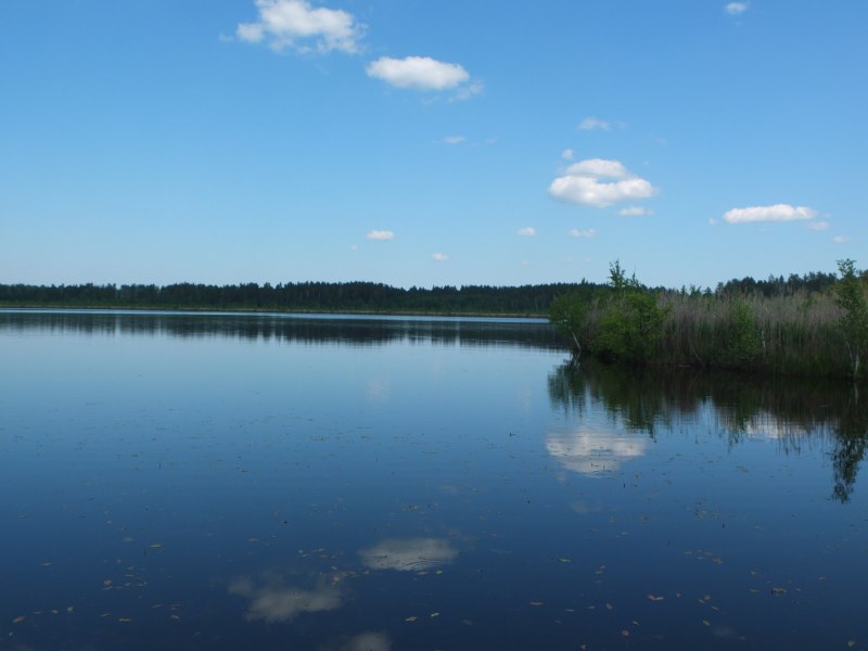 Полярная крачка
