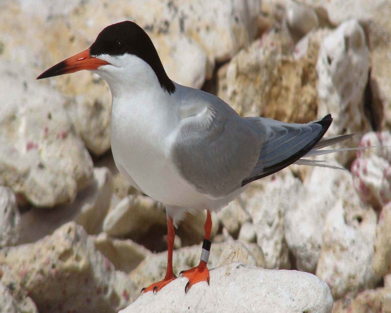 Белокрылая Болотная крачка Chlidonias leucopterus