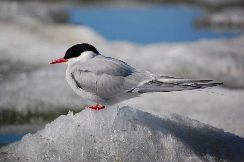 Речная крачка sterna Hirundo
