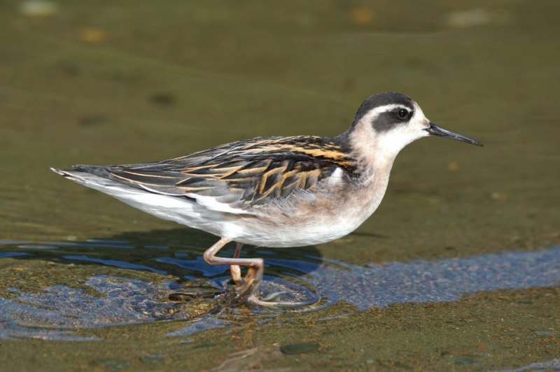 Phalaropus lobatus, круглоносый плавунчик